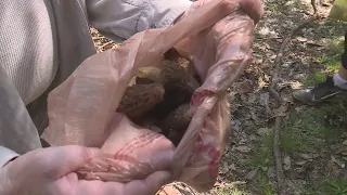 FOX 2 goes on morel mushroom hunt with season in full swing