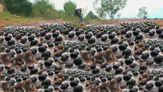 Wow amazing fishing! a fisherman catch a lots of field crabs & snails after rain by hand skill