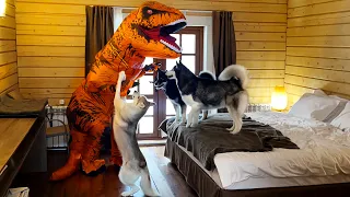 My Dogs VS Dinosaur | Husky Pranked By T-Rex Burglar