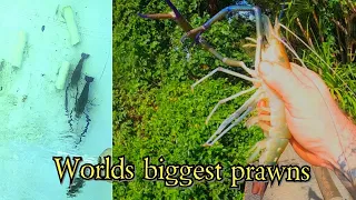 WORLDS LARGEST PRAWNS Catching And Stocking Pool Pond