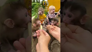 #monkey #animals #funny #viral #trendingshorts #smart #cutebaby #memes #shorts #viralshorts