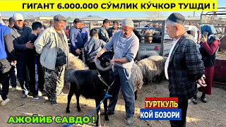 КАТТА КУЧКОРЛАР ТУШДИ! ТУРТКУЛЬ КОЙ БОЗОРИ НАРХЛАРИ 21 апреля 2024 г.