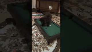 Котенок играет в бильярд