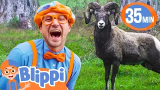 Blippi Visits an Animal Park! | BEST OF BLIPPI TOYS! | Animal Videos for Kids