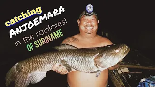 FISHING 🎣adventures in the rainforest and riverstreams of SURINAME (anjoemara, pacu, kumalu,piranha)