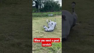 Funny Horse 🐎 When you need a scratch