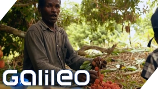So kommt die Litschi von Madagaskar zu uns in den Supermarkt | Galileo Lunch Break