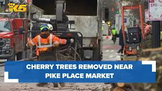 Crews begin removing eight decades-old cherry trees near Seattle’s Pike Place Market