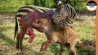 When Cruel Hyenas Capture a Helpless Zebra