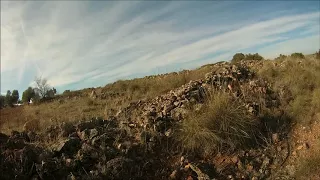 CAZANDO PERDICES CON MI PODENCO CURRO