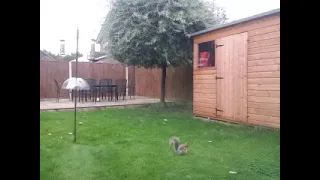 Squirrel Defeats The Baffle On A Bird Feeding Pole