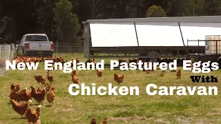 New England Pastured Eggs with a Chicken Caravan