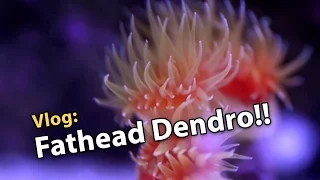 Vlog: Picking up Fathead Dendro at Supreme Reefs!! (11/30/2016)