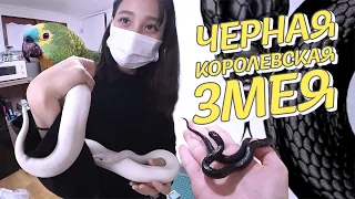 We got our dream pet! Black Kingsnake ★ / Feeding /KOREA VLOG