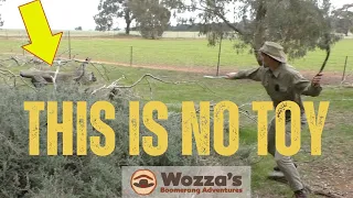 Aussie Rabbit Hunting with Hunting Boomerangs