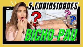 Bicho-Pau: Conheça Suas Pernas de Antena e Mais Curiosidades Intrigantes!