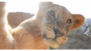 Cutest Baby Lions Compilation Part 1: Lion cubs playing around