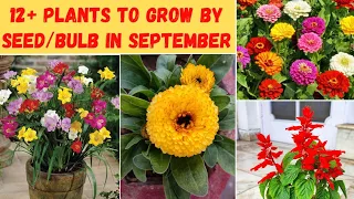 अगस्त अंत / सितम्बर में बल्ब और बीज ( seed ) से उगने वाले पौधों के नाम | Plant to grow by seed/bulb