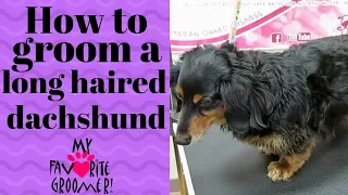 Grooming a long haired dachshund Chester
