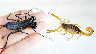 鞭蠍 VS 毒蠍子！Whip Scorpion VS Venomous Scorpion