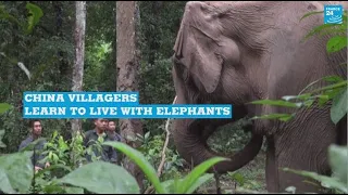 China villagers learn to live with elephants  • FRANCE 24 English