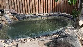 Low budget DIY Koi Pond