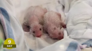 25 Days of Giant Panda Cubs