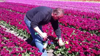 Holland, Tulips - Tulpen