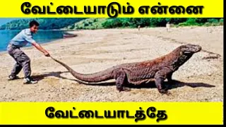 Komodo dragon / the dangerous animal tamizhil /komodo dragon fight