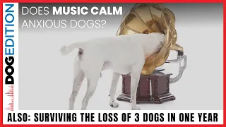 Can Music Calm an Anxious Dog | Surviving the Loss of Three Dogs in A Year | Dog Edition #18