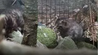 Scottish Wildcat Kittens - Highland Wildlife Park - Love Your Wildlife Park