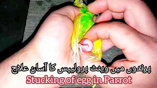 Successfully removed stucking egg in Parrot| Prolapsed vent|Treatment of Prolapse oviduct in parrot.