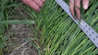 Growing Smarter: Variety Update Feed Barley