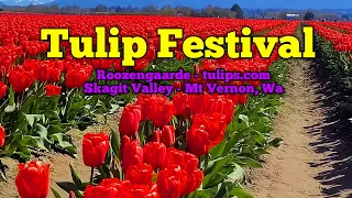 Tulip Festival - Skagit Valley Tulip Festival - Roozengaarde Mt. Vernon tulips.com
