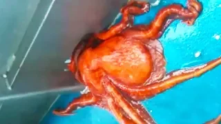 Ozzy Man Reviews: Octopus Escape