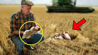 Landwirt bemerkt 3 Babys auf dem Feld, er schaut genauer hin und erkennt ein schockierendes Detail