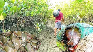 The Traditional Way of Catching Lots of Big Mud Crab In The Swamp