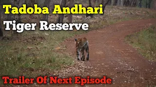 Tadoba Andhari Tiger Reserve || Trailer