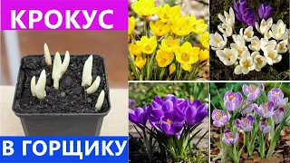 КРОКУСИ В ГОРЩИКАХ ПРОРОЩЕНІ 🌱 ГОТОВІ ДО ЦВІТІННЯ 🌺