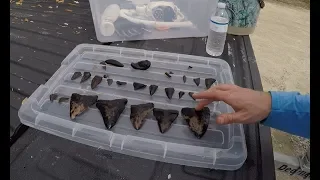 Found Big Megalodon Shark Teeth - Black Water Fossil Diving