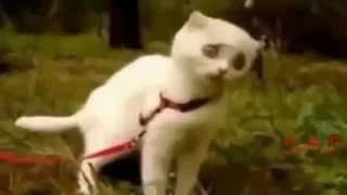 Самые Смешные приколы с кошками 2016 1   Best Funny cats 2016 1