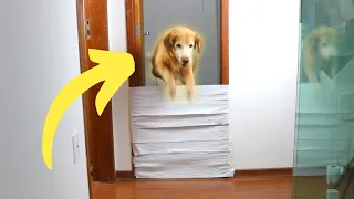 Who Jumps Higher? Cat or Dog?