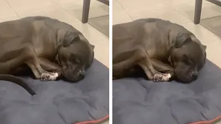 Sleeping Dog Sounds Like Adorable Cartoon Character