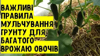 Важливі правила мульчування грунту для отримання багатого врожаю овочів