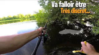 PECHE en LOIRE : Un SILURE bien caché ! On tente ?