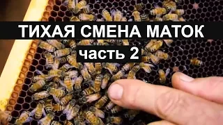 Пасека #28 Тихая замена матоk часть 2 Пчеловодство вывод матоk