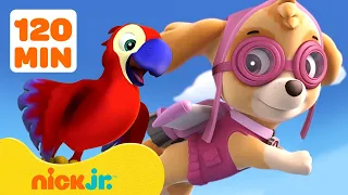 PAW Patrol Pups Rescue Parrots, Kittens & Skunks 🦜 w/ Skye & Zuma | 2 Hour Compilation | Nick Jr.