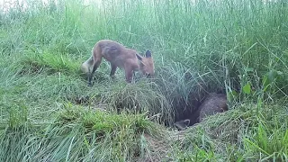 Red fox and raccoon fight