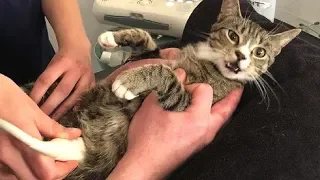 Реакция кошки на то, что она беременна, удивила ветеринаров