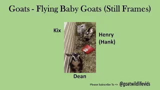 Goats - Flying Baby Goats (Still Frames)
